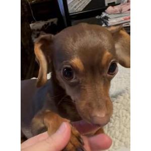 Image of Gus, Lost Dog