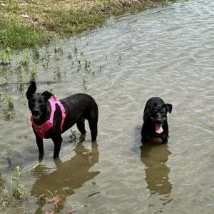 Lost Dog Molly Lolly