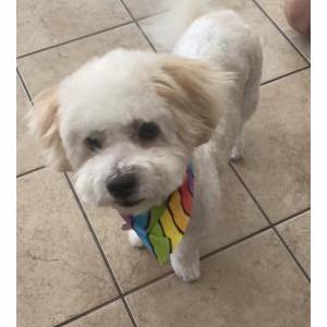 Image of King teddy, Lost Dog