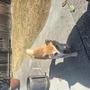 Found Dog Unknown