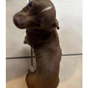 Lost Dog Allá