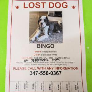 Lost Dog Bingo