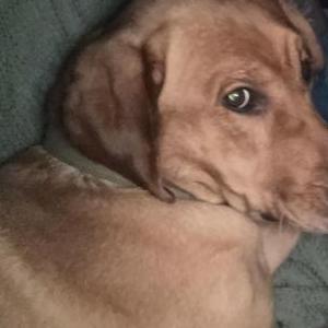 Lost Dog Bear