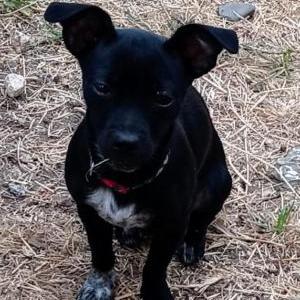 Lost Dog Sophie