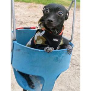 2nd Image of Sophie, Lost Dog