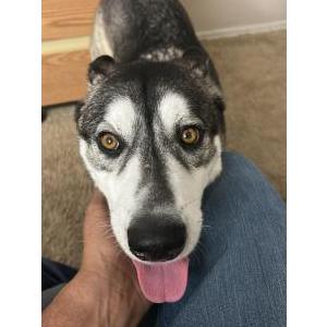 Lost Dog Kit