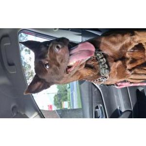 Found Dog Unknown