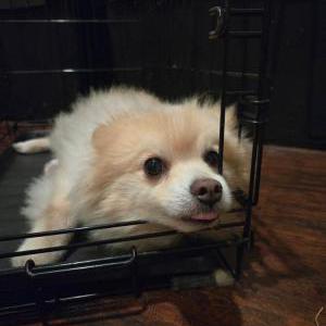Lost Dog Gus Gus