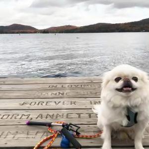 2nd Image of Roscoe, Lost Dog