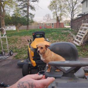 Lost Dog JEWELS