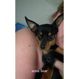 Lost Dog zena
