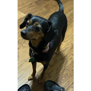 Lost Dog Skinny Mini