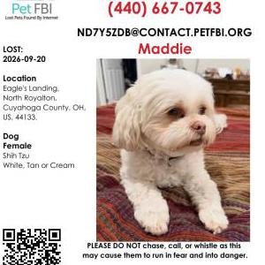 Lost Dog Maddie
