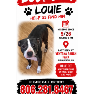 Lost Dog Louie