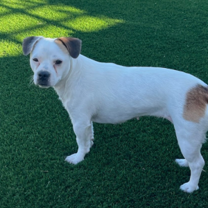 Lost Dog Sierra