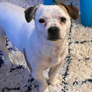 2nd Image of Sierra, Lost Dog