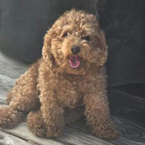 Lost Dog Arenita