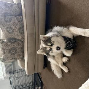 Lost Dog Canelo