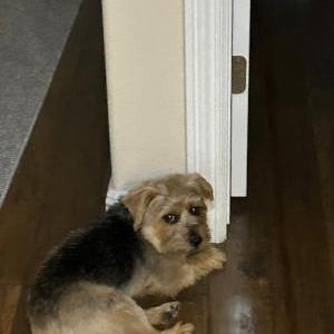 Lost 1 Arabella (California)
