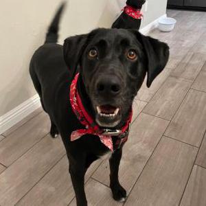 Lost 1 Roger (CA)