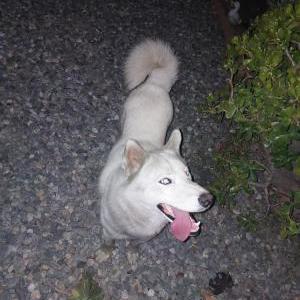 Image of Unknown, Found Dog