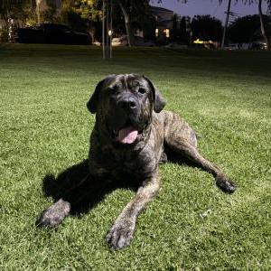 Image of Brody, Lost Dog