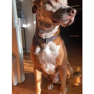 Image of Prince, Lost Dog
