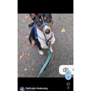 Image of Kai, Lost Dog