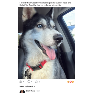 Image of Unknown, Found Dog