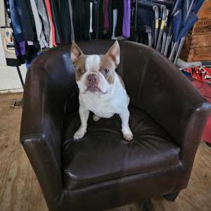 Image of Colt Savage, Lost Dog