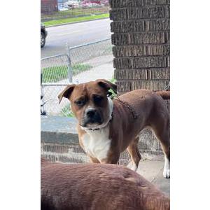 Image of Dukes, Lost Dog