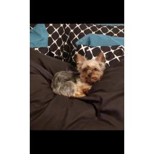Lost 1 Itty Bitty (PA)