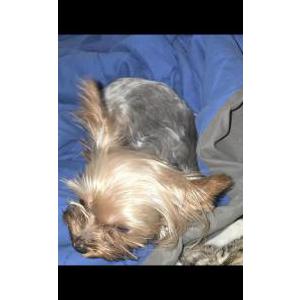 2nd Image of Itty Bitty, Lost Dog