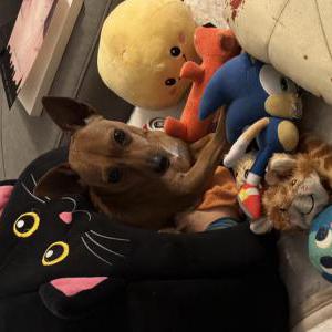 Lost 1 Chica (Texas)