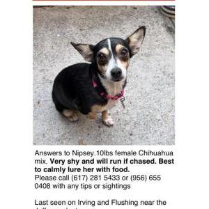 Image of Nipsey, Lost Dog
