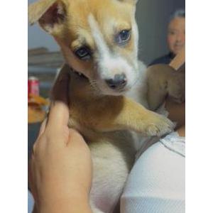 Image of Bolillo, Lost Dog
