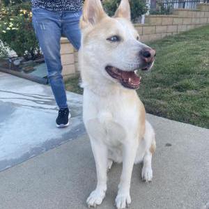 Image of Unknown, Found Dog