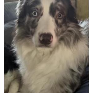 Image of Mars, Lost Dog