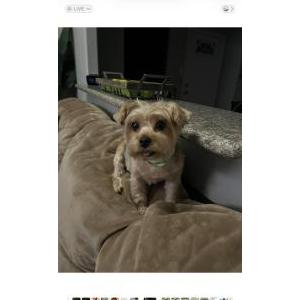 Image of Coco, Lost Dog