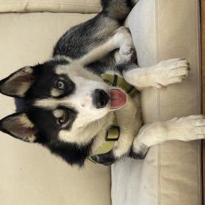 Image of Unknown, Found Dog