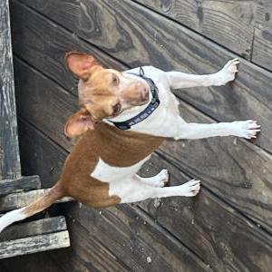 Image of Petey, Lost Dog