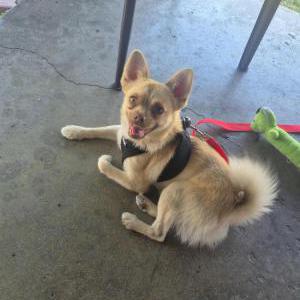Image of UNK, Found Dog