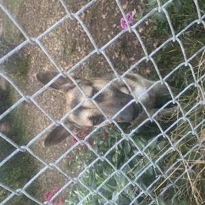 Image of Bucky, Lost Dog