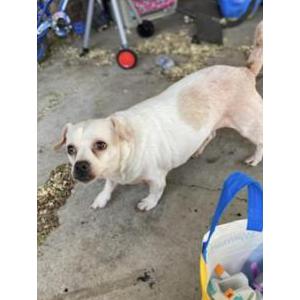 Image of Louie, Lost Dog