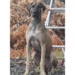 Image of Unknown, Found Dog