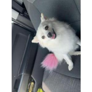 Image of Zuri, Lost Dog
