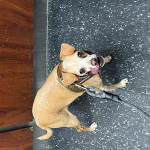 Image of Mindy, Lost Dog