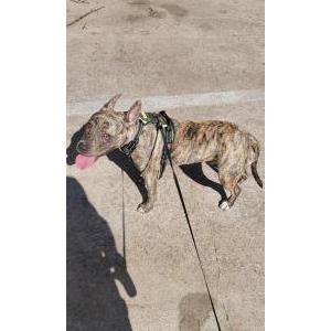 Lost 1 Rambo (Texas)
