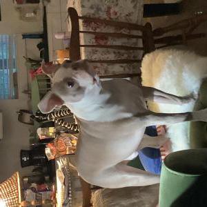 Image of Iggy, Lost Dog