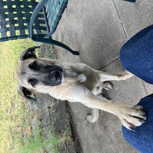 Image of unknown, Found Dog